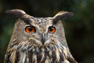 Fototapeta premium Portrait of Eagle owl