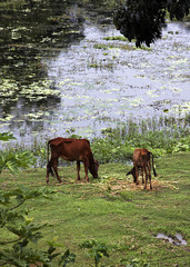 Naklejka premium Free cows