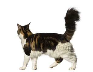 Maine Coon walking away
