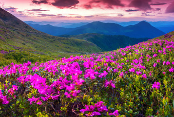 Magic pink rhododendron flowers swaying in the wind