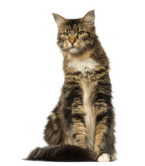 Maine Coon sitting and looking away