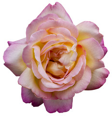 Rose blanche détouré Rose Flower romance