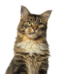 Close-up of a Maine Coon looking away