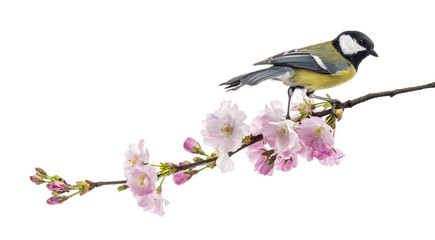 Fototapeta premium great tit perched on a flowering branch, Parus major