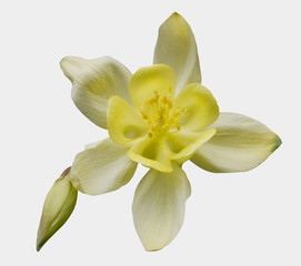 Fototapeta na wymiar ancolie fleur Aquilegia Colorado Columbine détouré