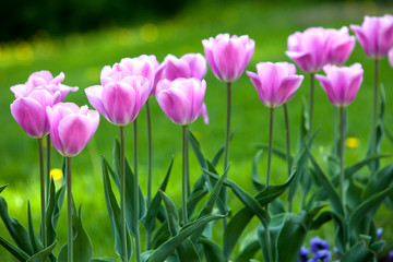 Bed with tulips, small depth of sharpness..