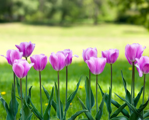 Bed with tulips