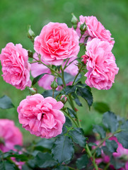 bush rose