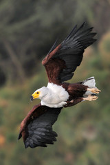 Obraz premium African fish eagle, Lake Naivasha, Kenya