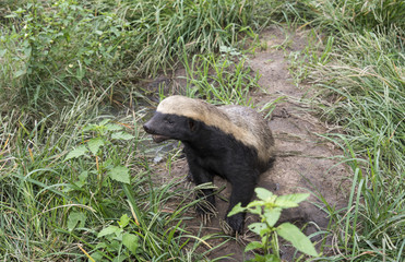 african honey ratel