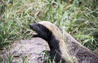 african honey ratel