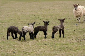 Ewe, Suffolk x Scottish Mule, running towards lambs