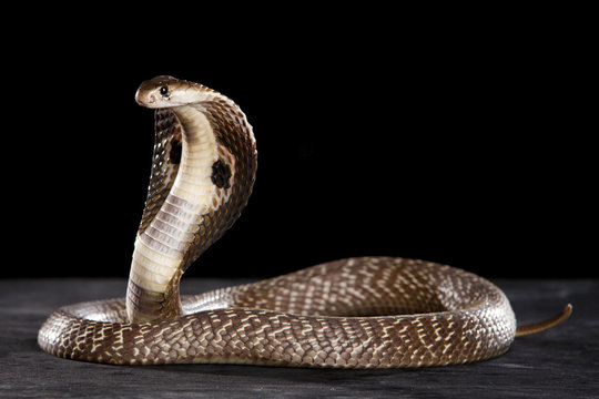 Deadly Cobra on table.. What a beauty