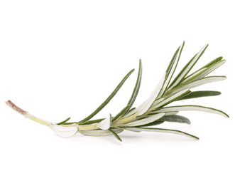 Fototapeta premium rosemary herb spice leaves isolated on white background cutout