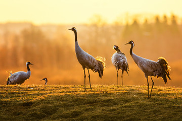 Group of crane birds in the morning on wet grass