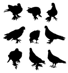 Pigeon-vector