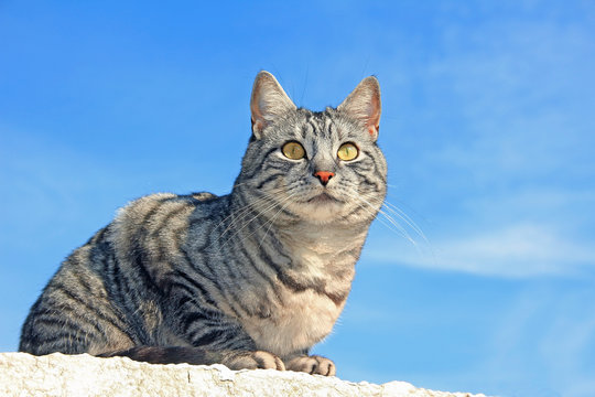 Katze auf der Mauer
