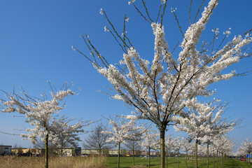 White blossoms of cherry trees under a clear sky