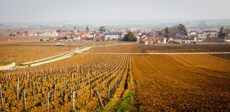 Vosne-Roman&eacute;e