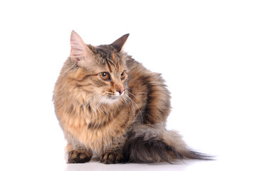 Obraz premium cat isolated over white background