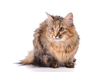 Fototapeta premium cat isolated over white background