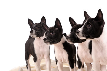 Basenji dogs puppy isolated over white background