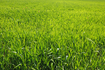 green bright grass for background