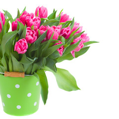 pink double tulips in green pot  close up