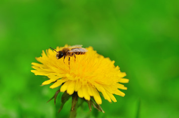 Beautiful dandelion blossom in the field