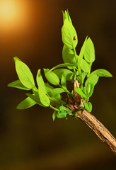 Fresh branch in the garden at sunset