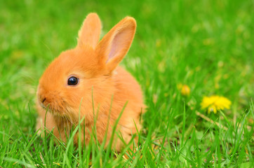 Baby bunny sitting in spring grass