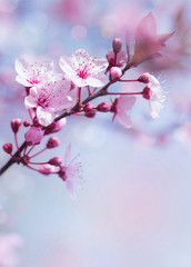 Fototapeta na wymiar Springtime blooming tree background