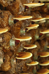 Lingzhi mushrooms