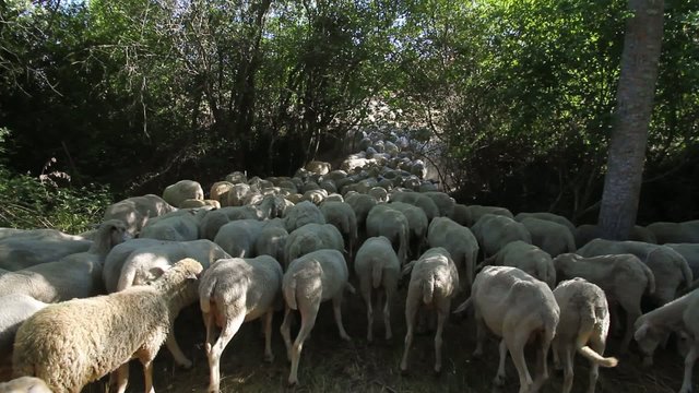 Reba&ntilde;o de Ovejas