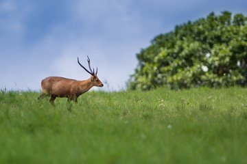Hog deer