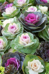 Ornamental cabbage