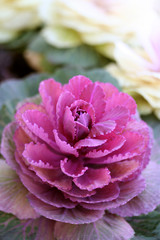 Ornamental cabbage
