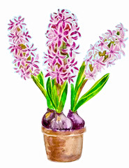 home flowers in a vase. watercolor