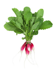 Fresh organic radish