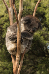 koala sleeping on tree