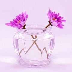 Purple chrysanthemums in a jar