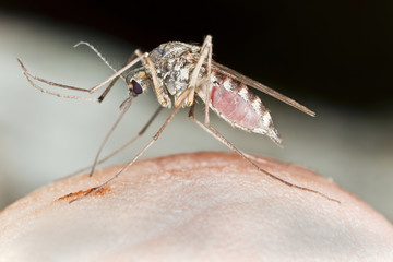Mosquito sucking blood, both front legs rised, macro photo
