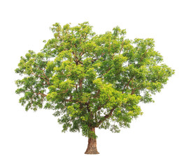 Neem plant (Azadirachta indica), tropical tree in Thailand