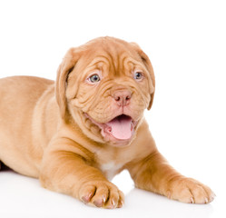 Obraz premium Bordeaux puppy dog. isolated on white background