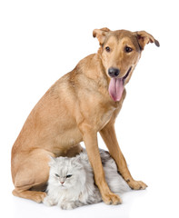 mixed breed dog and persian cat together. isolated on white 