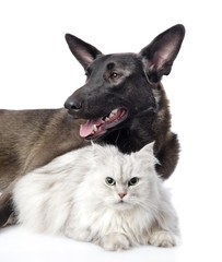 portrait of a cat and dog. isolated on white background