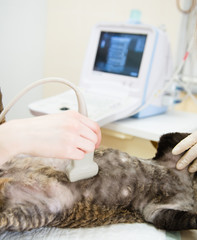  veterinarian performs an ultrasound examination a cat