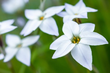 White flower Ipheion uniflorum