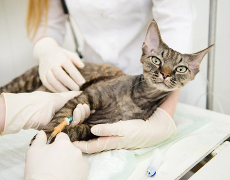 veterinarian provides medical care to the sick cat