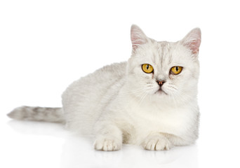 white cat with yellow eyes looking at camera. isolated on white